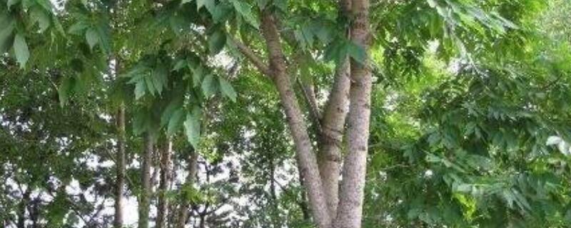 水曲柳是什麼樹
