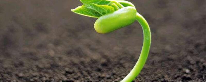 種子發芽長白色黴