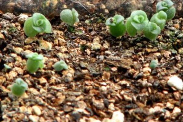種子發芽長白色黴