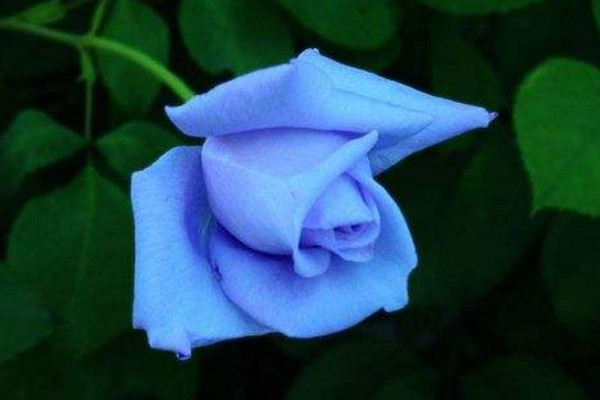 蘭色玫瑰花代表什麼意思