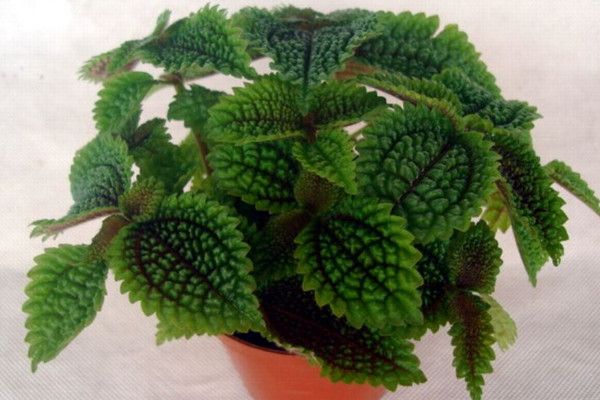 皺葉冷水花怎麼修剪