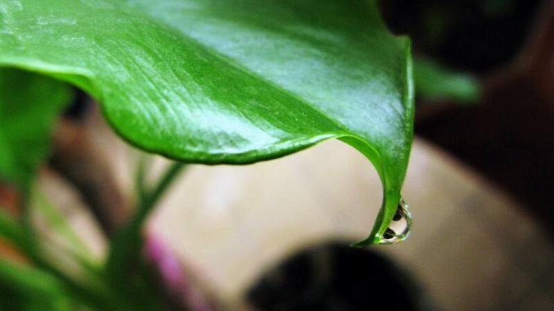 滴水觀音怎麼澆水