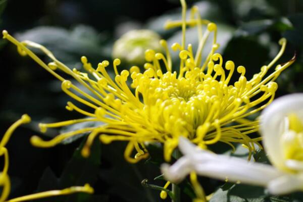 菊花屬於涼性嗎
