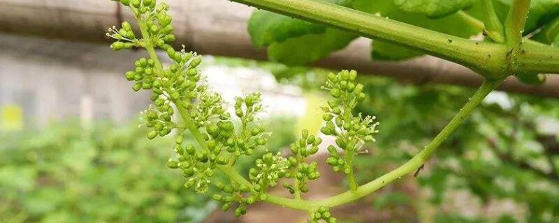 葡萄開花怎麼管理