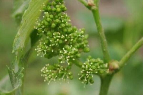葡萄開花怎麼管理