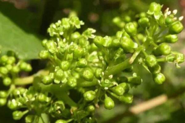 葡萄開花怎麼管理