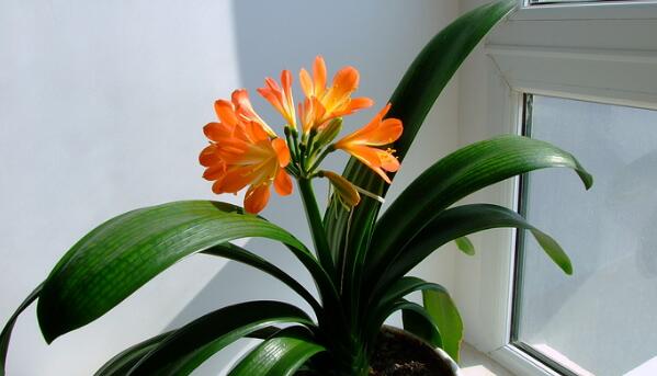 君子蘭砍頭後多久發芽