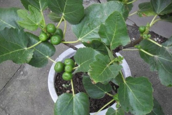 家裏可以種無花果嗎