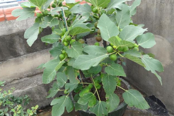 家裏可以種無花果嗎