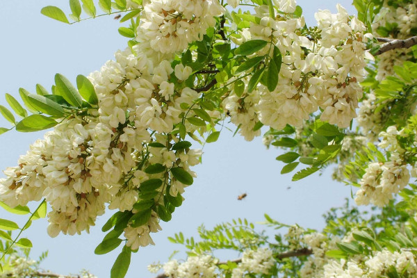 槐花的花語