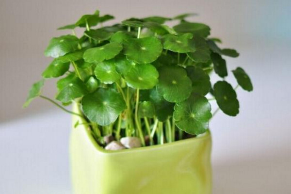 金錢草開花後怎麼處理