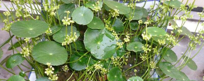 金錢草開花後怎麼處理