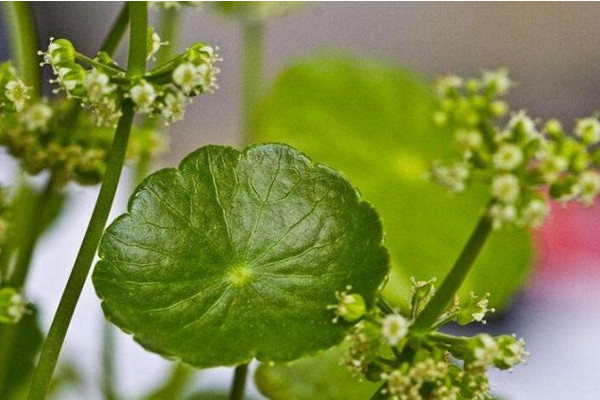 金錢草開花後怎麼處理