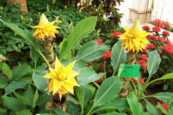 地湧金蓮開完花後怎麼辦