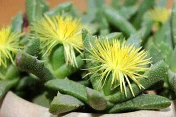 芳香波怎麼養護