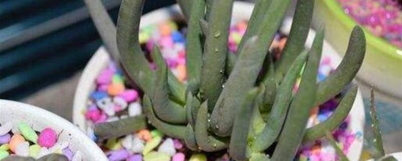奔龍怎麼繁殖