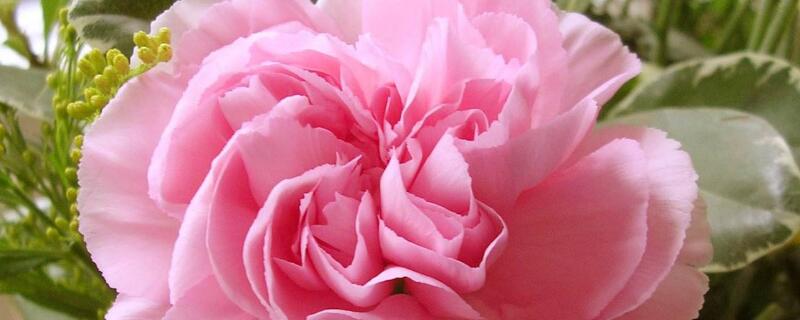 康乃馨花束怎麼養出根