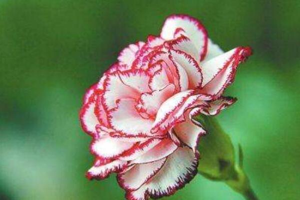 康乃馨花束怎麼養出根