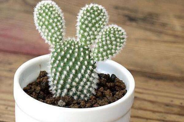 黃毛掌怎麼移盆