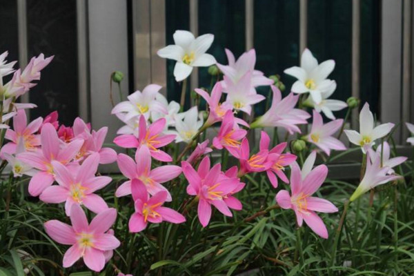 風雨蘭室內能開花嗎