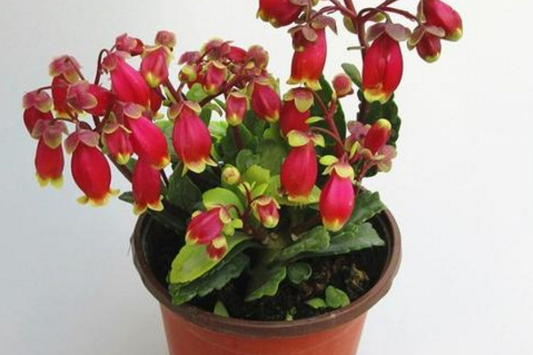 宮燈花怎麼繁殖