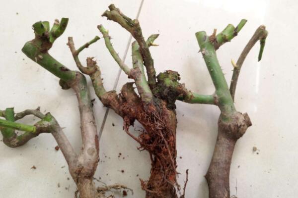 玫瑰老樁怎麼種植方法