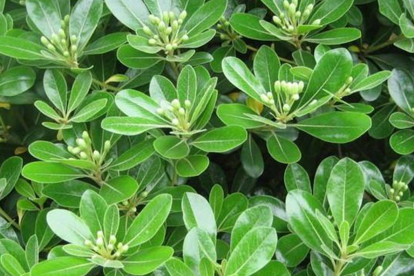 海桐和七裏香是一種植物嗎