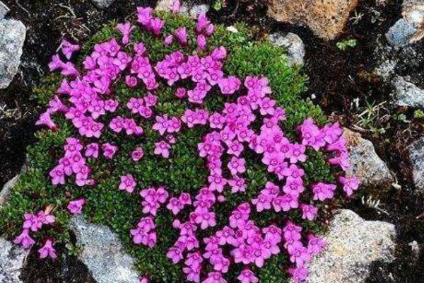紅花岩梅栽種方法