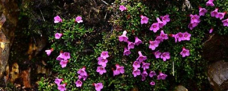 紅花岩梅栽種方法