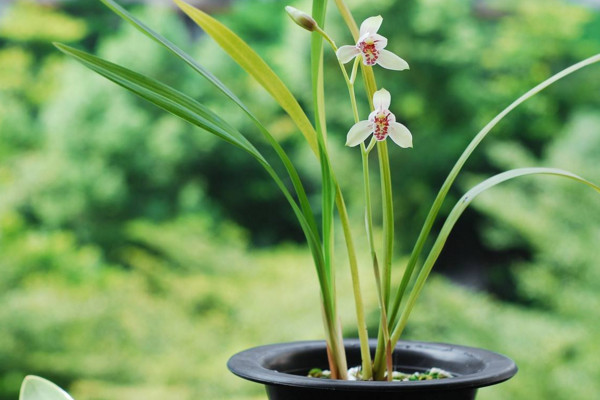 建蘭什麼時候開花