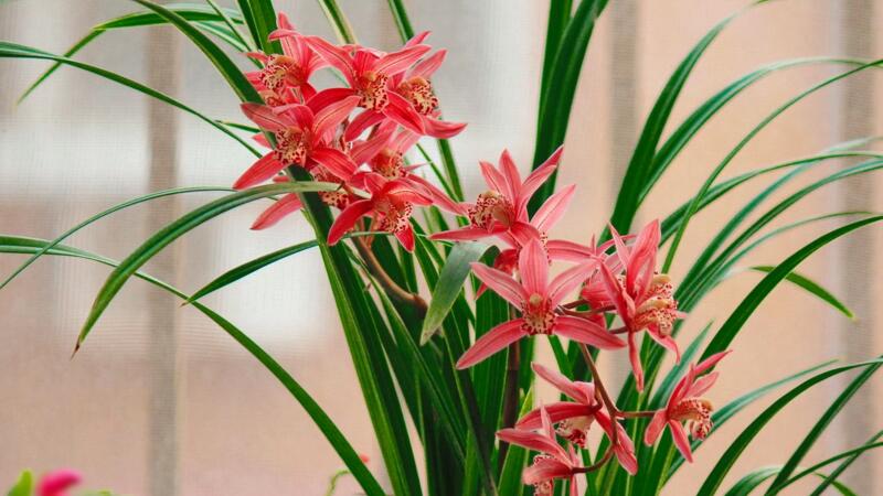 建蘭什麼時候開花