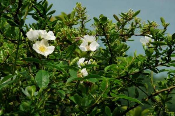 七裏香花和海桐花區別