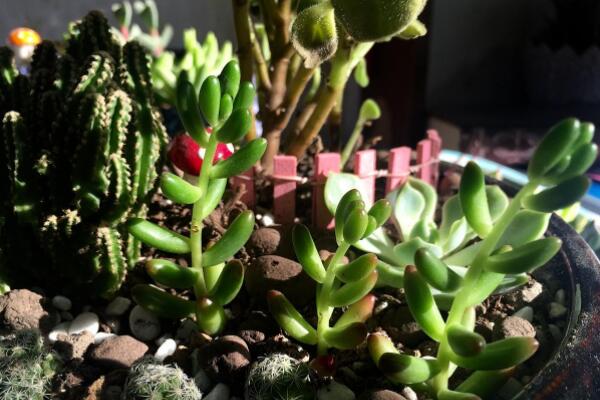 肉植物什麼時候換盆