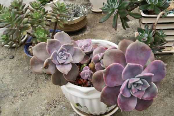 肉植物什麼時候換盆