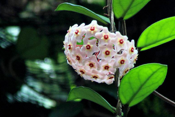 球蘭什麼時候開花