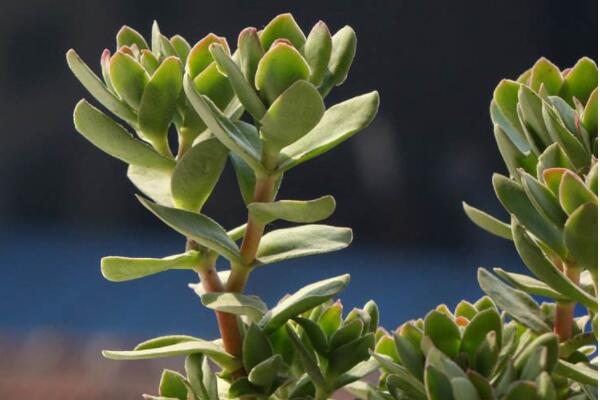 肉質根植物怎麼澆水