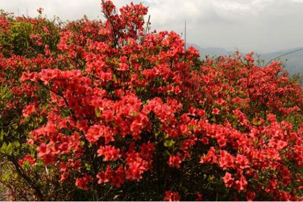 山上挖的映山紅怎麼栽