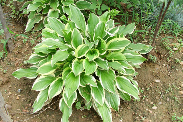 花葉玉簪怎麼養