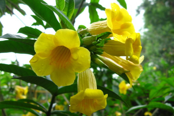 黃蟬花能在家裏養殖嗎