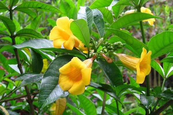 黃蟬花能在家裏養殖嗎