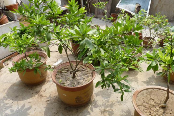 桔子樹不開花怎麼回事