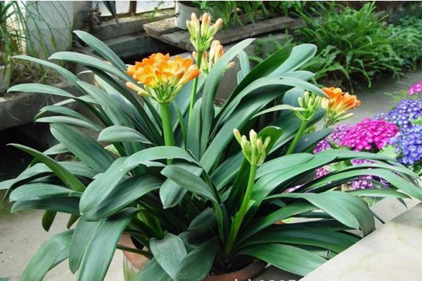 君子蘭不開花處理方法