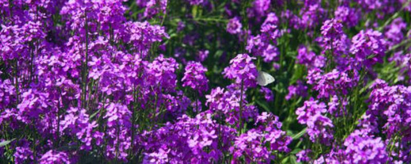 藍香芥什麼時候播種