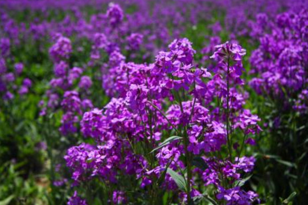 藍香芥什麼時候播種