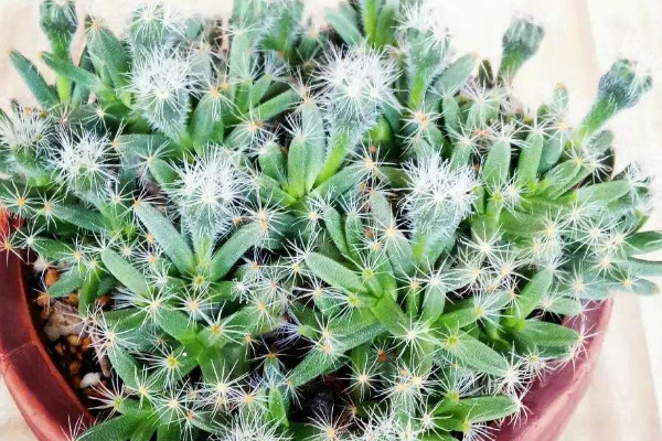 姬紅小鬆的養殖方法