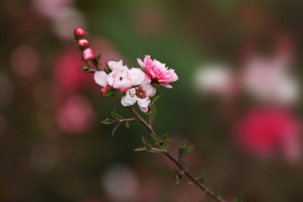 鬆紅梅一年開幾次花