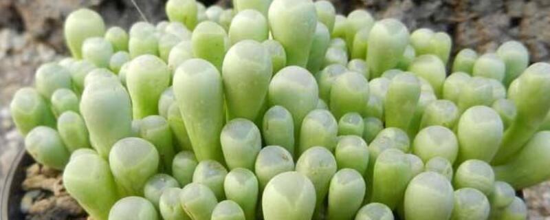 五十鈴玉怎麼修根