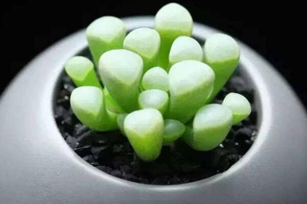 五十鈴玉怎麼修根