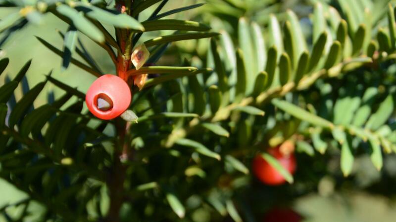紅豆杉幹枯後急救方法