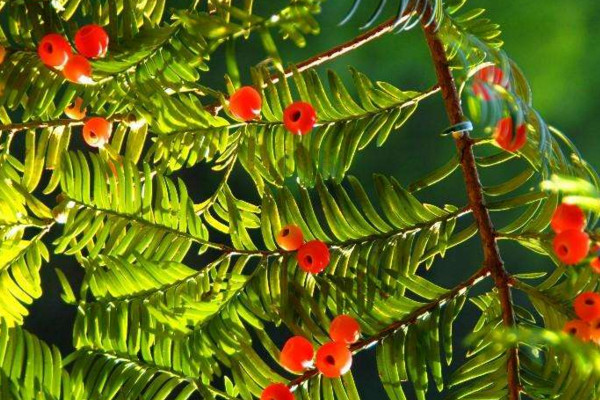 紅豆杉幹枯後急救方法